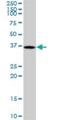 Dual specificity protein phosphatase 12 antibody, H00011266-B01P, Novus Biologicals, Western Blot image 