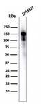 CD163 antibody, GTX18027, GeneTex, Western Blot image 
