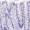 Alpha-2-Macroglobulin Like 1 antibody, HPA038847, Atlas Antibodies, Immunohistochemistry frozen image 