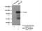 Methyl-CpG Binding Protein 2 antibody, 10861-1-AP, Proteintech Group, Immunoprecipitation image 