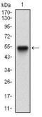 Peroxisome proliferator-activated receptor gamma coactivator 1-beta antibody, NBP2-37249, Novus Biologicals, Western Blot image 