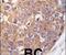 Polo Like Kinase 2 antibody, PA5-14094, Invitrogen Antibodies, Immunohistochemistry frozen image 