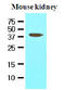 Cell death regulator Aven antibody, AM09049PU-S, Origene, Western Blot image 