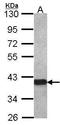 Oligodendrocyte Myelin Glycoprotein antibody, TA308173, Origene, Western Blot image 