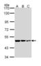 Glutamate Decarboxylase 2 antibody, LS-C109497, Lifespan Biosciences, Western Blot image 