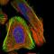 ENaCD antibody, HPA026884, Atlas Antibodies, Immunofluorescence image 