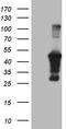 Amidohydrolase Domain Containing 1 antibody, LS-C795184, Lifespan Biosciences, Western Blot image 