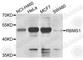 RNA Binding Motif Single Stranded Interacting Protein 1 antibody, A3079, ABclonal Technology, Western Blot image 