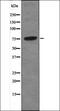 Olfactory Receptor Family 1 Subfamily L Member 4 antibody, orb335654, Biorbyt, Western Blot image 