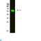2'-5'-Oligoadenylate Synthetase Like antibody, LS-C813468, Lifespan Biosciences, Western Blot image 