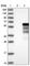 NGFI-A Binding Protein 1 antibody, HPA002738, Atlas Antibodies, Western Blot image 