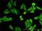 Nodal Growth Differentiation Factor antibody, H00004838-M03, Novus Biologicals, Immunofluorescence image 