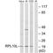 Ribosomal Protein L10 Like antibody, PA5-49952, Invitrogen Antibodies, Western Blot image 