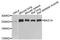 Bromodomain Adjacent To Zinc Finger Domain 1A antibody, A9866, ABclonal Technology, Western Blot image 