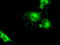 Large neutral amino acids transporter small subunit 2 antibody, TA500632, Origene, Immunofluorescence image 