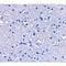  antibody, LS-C53228, Lifespan Biosciences, Immunohistochemistry frozen image 