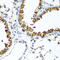 WW Domain Containing Transcription Regulator 1 antibody, A02672-1, Boster Biological Technology, Immunohistochemistry frozen image 