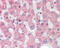 Interferon Regulatory Factor 3 antibody, 51-031, ProSci, Immunohistochemistry frozen image 
