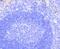 Notch1b antibody, NBP2-67420, Novus Biologicals, Immunohistochemistry paraffin image 