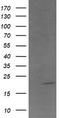 Anaphase Promoting Complex Subunit 11 antibody, TA506325, Origene, Western Blot image 