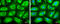 FAS antibody, GTX629629, GeneTex, Immunocytochemistry image 