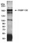 FKBP Prolyl Isomerase 15 antibody, NB100-424, Novus Biologicals, Immunoprecipitation image 