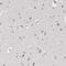 Zinc Finger Protein 770 antibody, HPA024518, Atlas Antibodies, Immunohistochemistry frozen image 