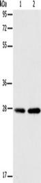 BCAS2 Pre-MRNA Processing Factor antibody, TA349703, Origene, Western Blot image 