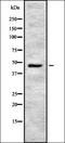 Ectonucleoside Triphosphate Diphosphohydrolase 5 (Inactive) antibody, orb336909, Biorbyt, Western Blot image 