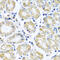 NADH:Ubiquinone Oxidoreductase Subunit B10 antibody, 19-237, ProSci, Immunoprecipitation image 