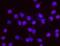 Enhancer Of Polycomb Homolog 1 antibody, NBP1-71865, Novus Biologicals, Proximity Ligation Assay image 