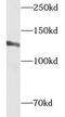 CAPRIN2 antibody, FNab01252, FineTest, Western Blot image 