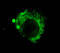 CD107b antibody, TA309434, Origene, Immunofluorescence image 