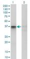 F11 Receptor antibody, H00050848-M01, Novus Biologicals, Western Blot image 