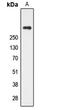 Cubilin antibody, LS-B16057, Lifespan Biosciences, Western Blot image 