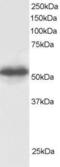 G Protein Pathway Suppressor 1 antibody, PA5-18160, Invitrogen Antibodies, Western Blot image 