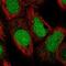DDX11 antibody, NBP2-38060, Novus Biologicals, Immunofluorescence image 