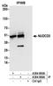 NudC Domain Containing 3 antibody, A304-866A, Bethyl Labs, Immunoprecipitation image 
