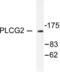 Phospholipase C Gamma 2 antibody, LS-C176295, Lifespan Biosciences, Western Blot image 