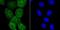 PKACA antibody, NBP2-75620, Novus Biologicals, Immunocytochemistry image 
