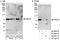 Protein Arginine Methyltransferase 5 antibody, A300-850A, Bethyl Labs, Western Blot image 