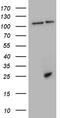 GM-CSF antibody, TA810770S, Origene, Western Blot image 