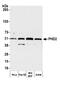 Egl-9 Family Hypoxia Inducible Factor 1 antibody, A300-322A, Bethyl Labs, Western Blot image 