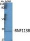 Ring Finger Protein 113B antibody, A18242, Boster Biological Technology, Western Blot image 