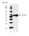 Checkpoint Kinase 1 antibody, MCA6041, Bio-Rad (formerly AbD Serotec) , Western Blot image 