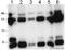 Myogenin antibody, ab1835, Abcam, Western Blot image 