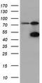 COBW Domain Containing 1 antibody, CF501612, Origene, Western Blot image 