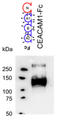 pp120 antibody, AM26012PU-N, Origene, Western Blot image 