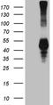 Killer Cell Lectin Like Receptor B1 antibody, LS-C792238, Lifespan Biosciences, Western Blot image 