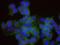 Non-POU Domain Containing Octamer Binding antibody, NB100-1556, Novus Biologicals, Proximity Ligation Assay image 